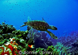 Turtle at Grand Cayman.  Photo taken August 2008 with a C... by Bonnie Conley 